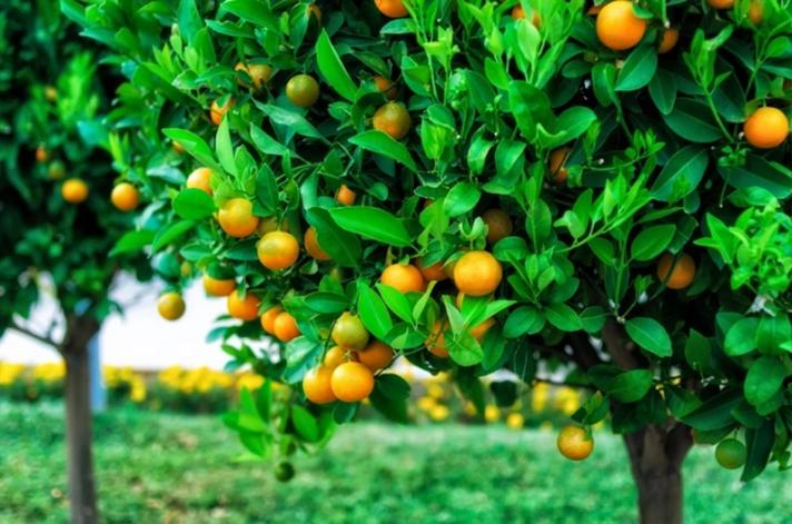 Establishing the Rural Development Framework in Montenegro 800x