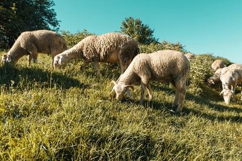 Empowering Kosovo's Agriculture