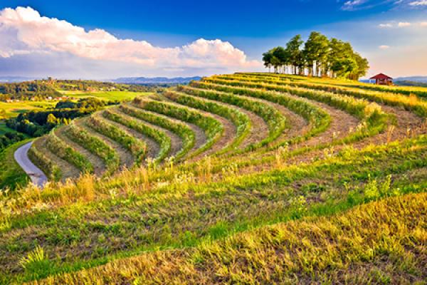 Agriculture and Rural Development